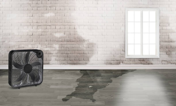 Best Water damage restoration near me  in Pilot Rock, OR